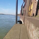 Hund aus Rhein gerettet