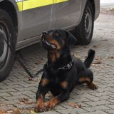 Polizeihund Leon